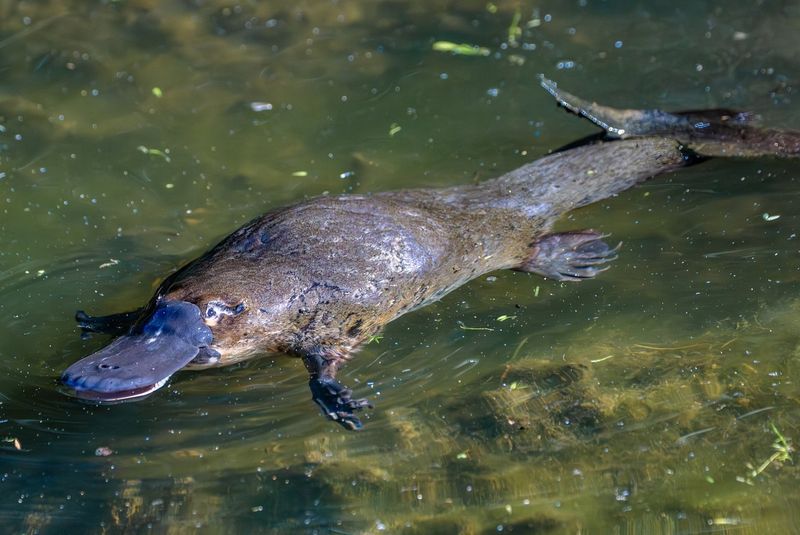 Platypus