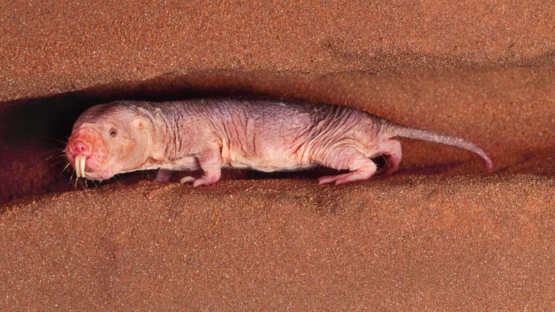 Naked Mole Rat