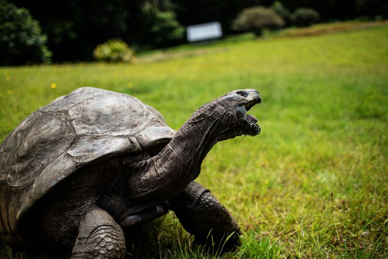 Seychelles Giant Tortoise (“Jonathan”)