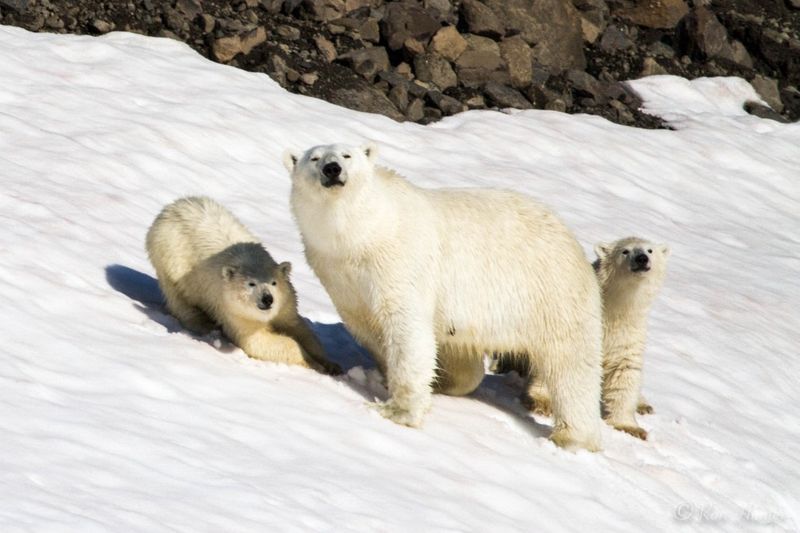 Polar Bear