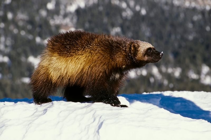 Wolverine