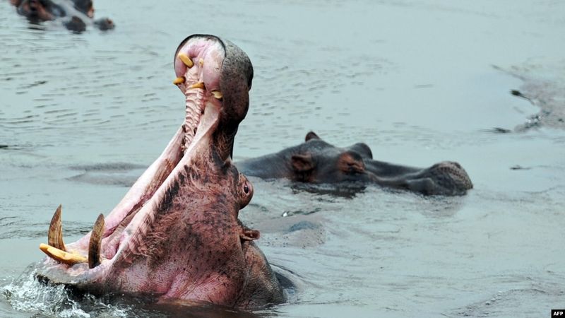 Hippopotamus