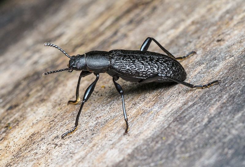 Upis Beetle