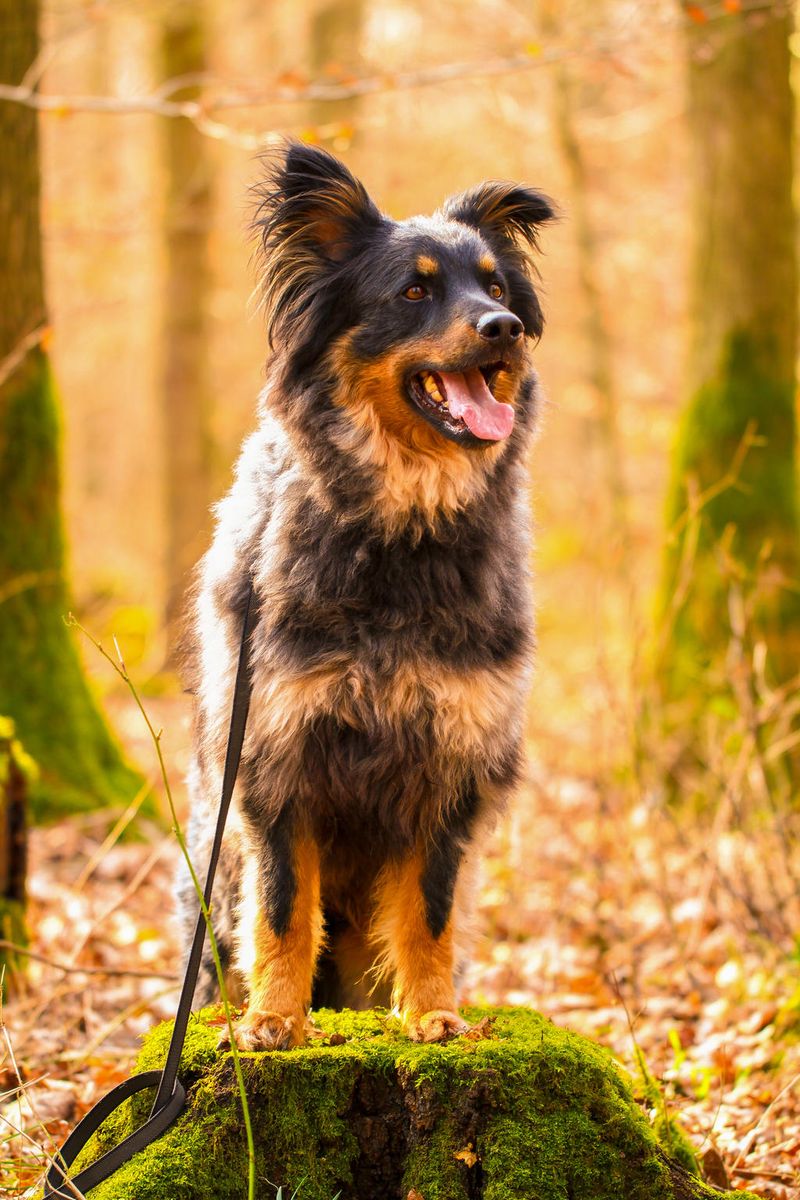 Australian Shepherd