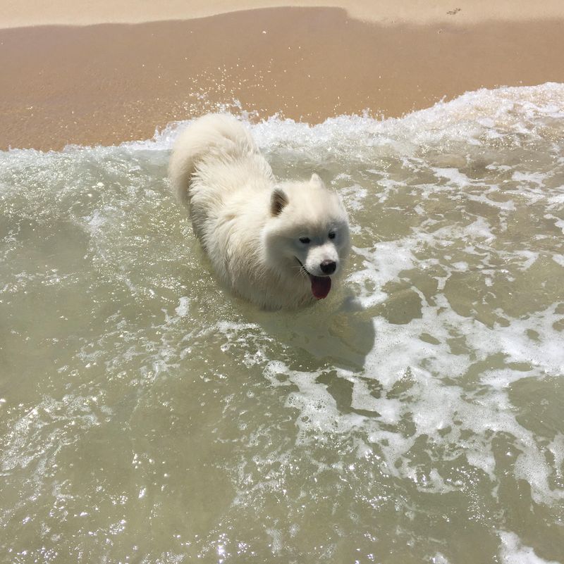 Samoyed