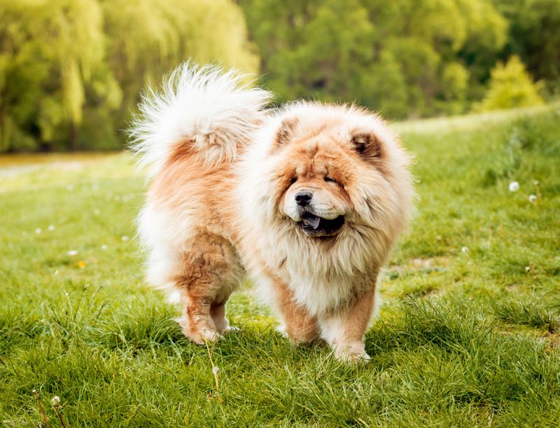 Chow Chow