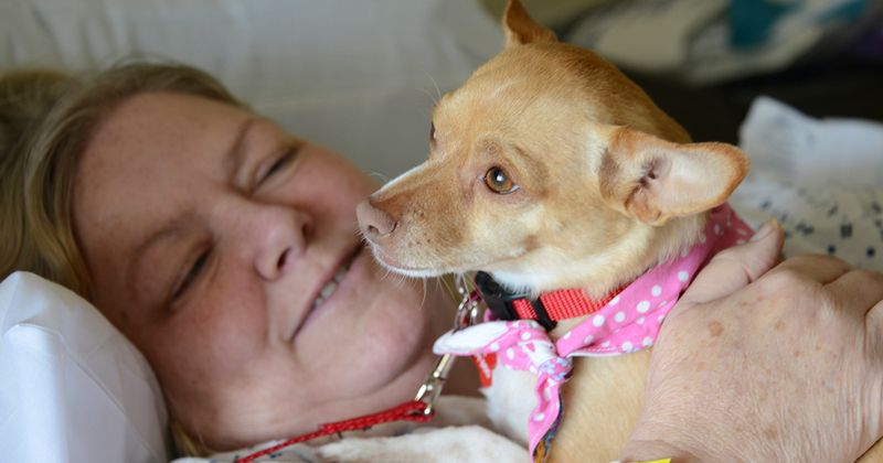 Chihuahua