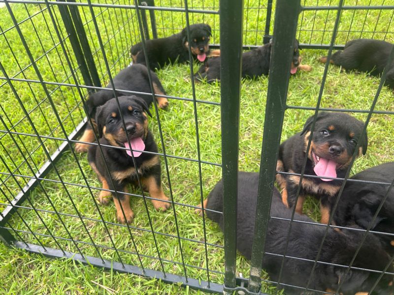 Rottweiler