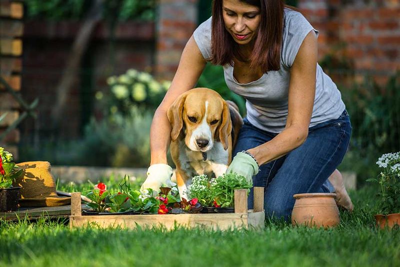 Beagle