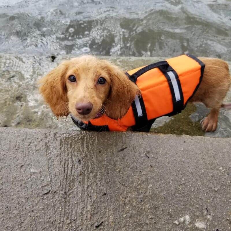 Dachshund