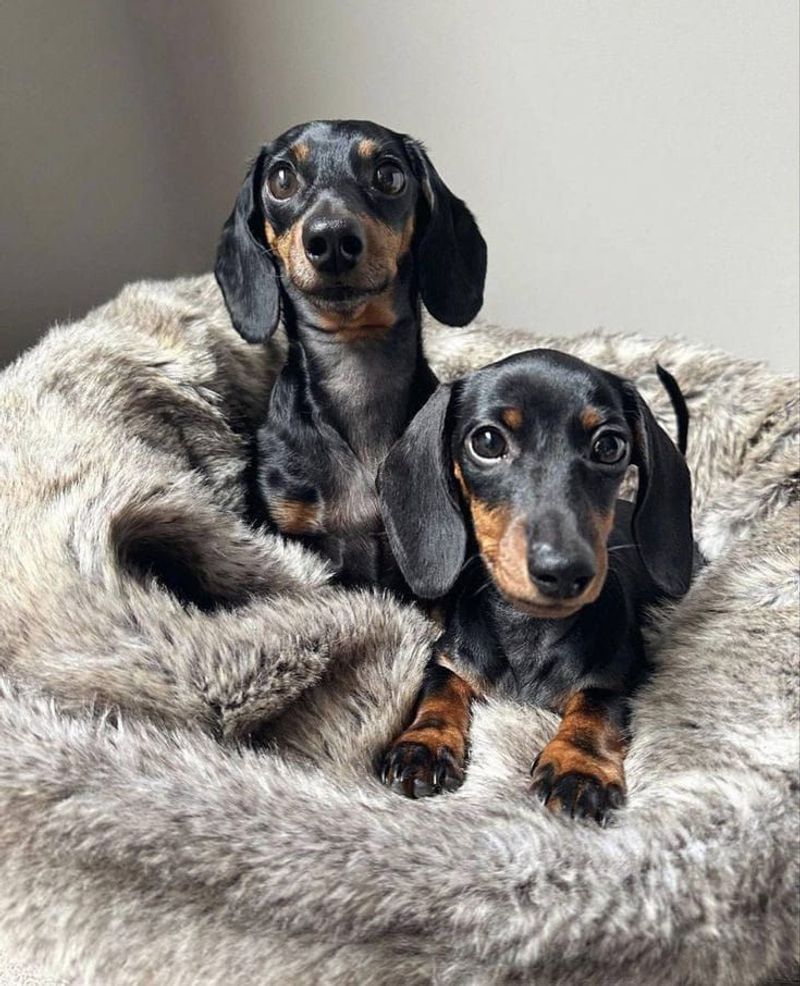 Dachshund
