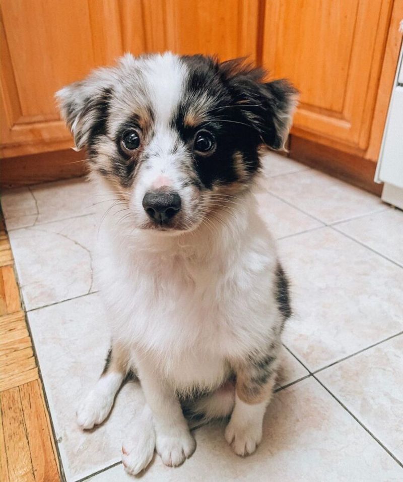 Australian Shepherd