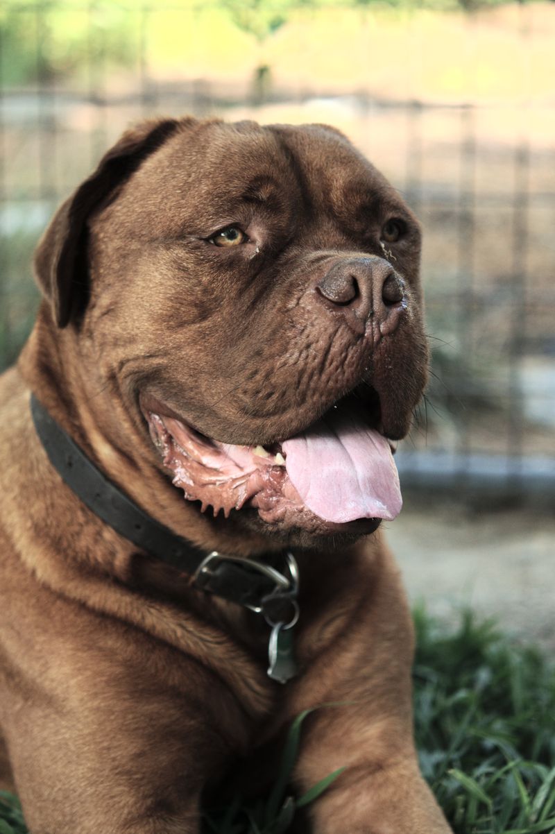 Dogue de Bordeaux