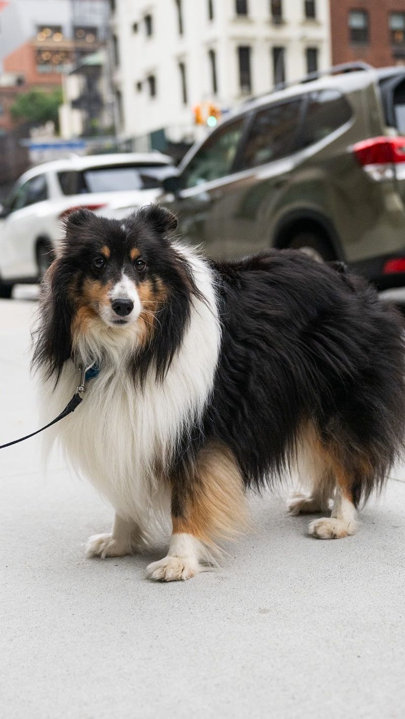 Collie Sheltie