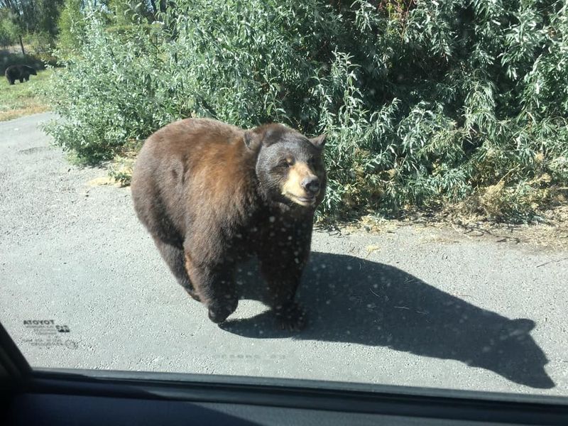 Bozeman, Montana