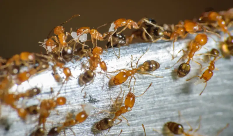 Pharaoh Ant