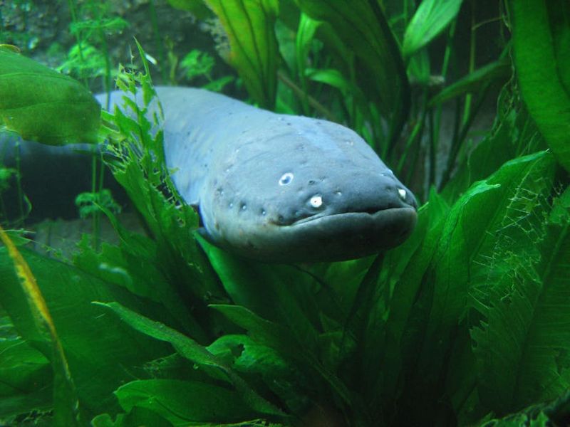 Electric Eel