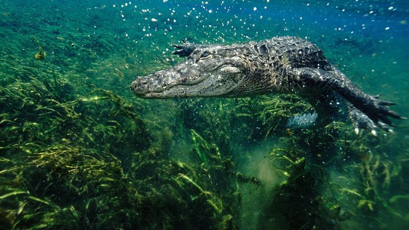 Underwater Communication Signals