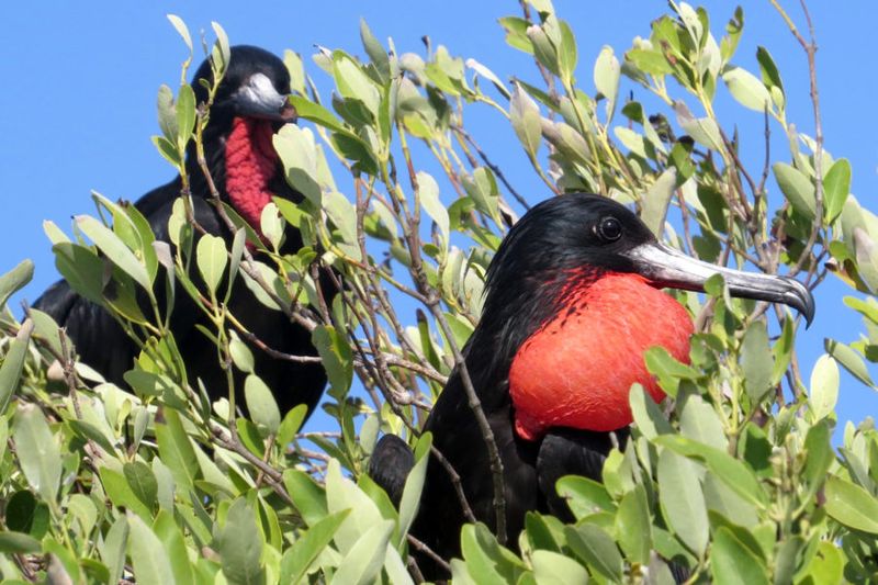 Conservation and Habitat