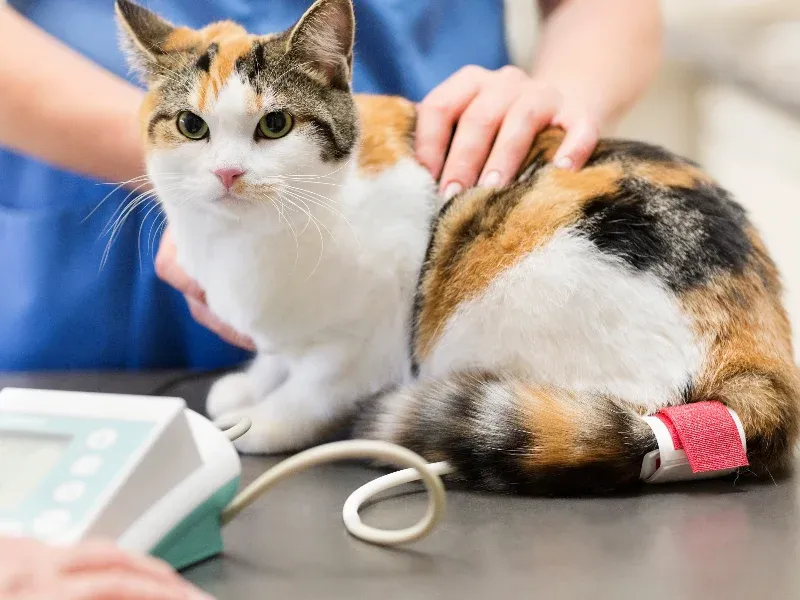 Ignoring Health Check-ups