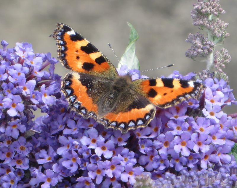 Small Tortoiseshell Butterfly