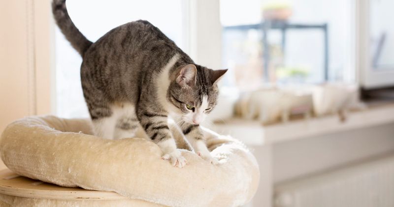 Kneading