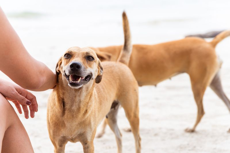 Wagging Tail with Enthusiasm