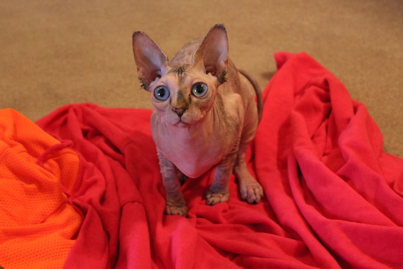 Sphynx Cat