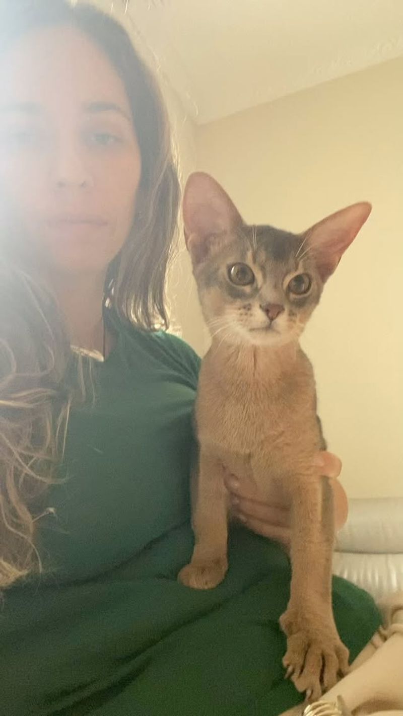 Abyssinian