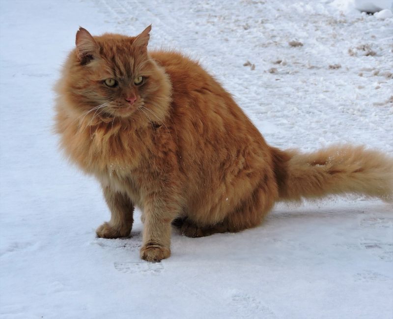 Siberian Snow Cat