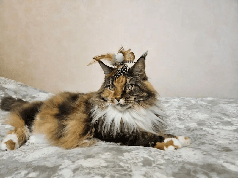 Maine Coon