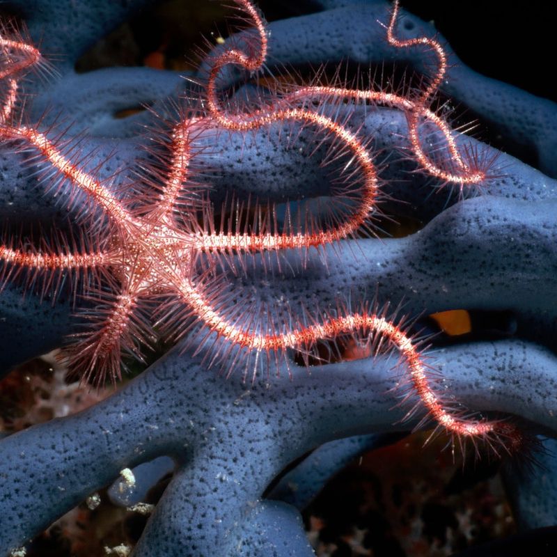 Brittle Star