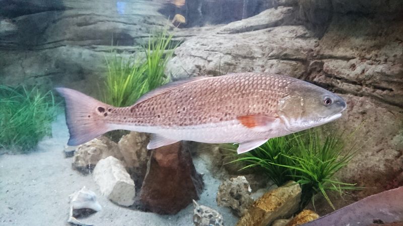 Red Drum