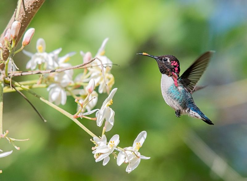 Bee Hummingbird