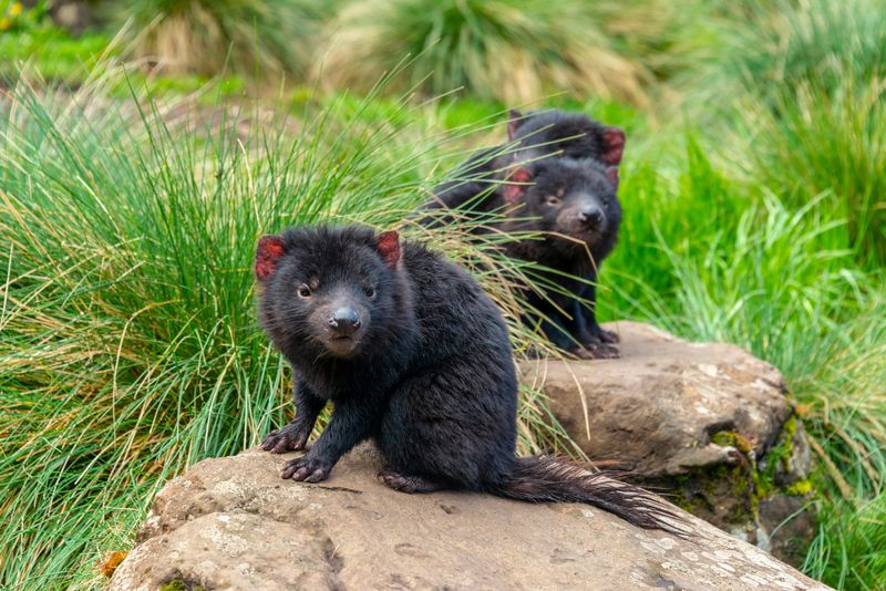 Tasmanian Devil