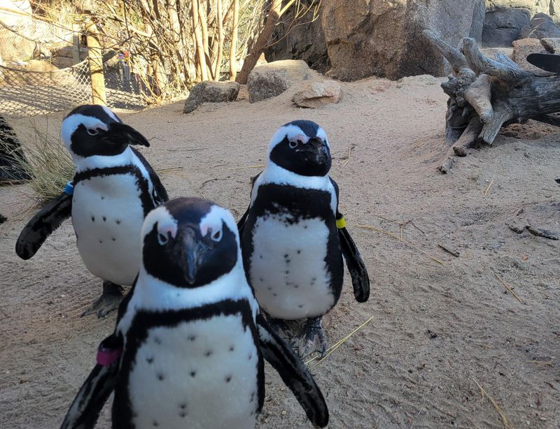 Cheyenne Mountain Zoo’s African Penguin Chick
