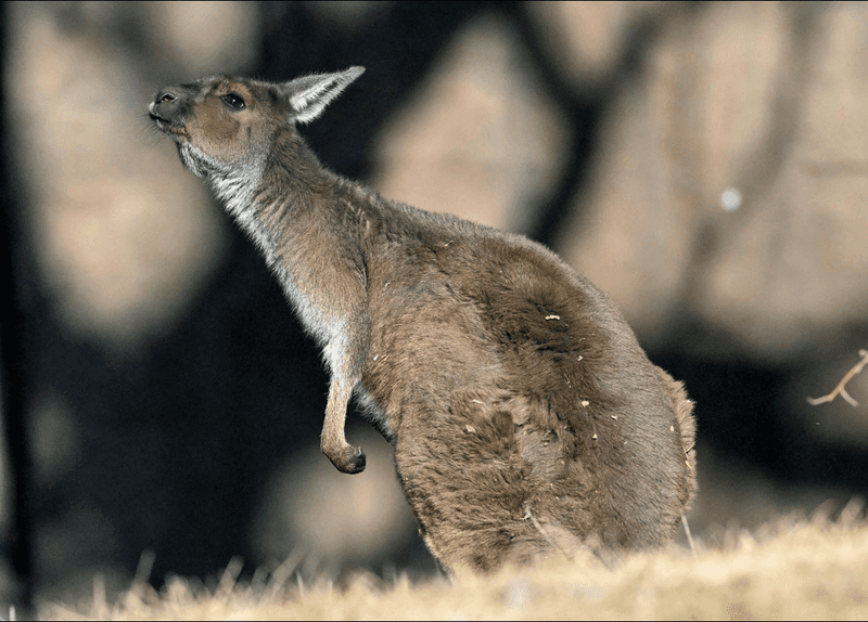 Brookfield Zoo Western Gray Kangaroo Joey