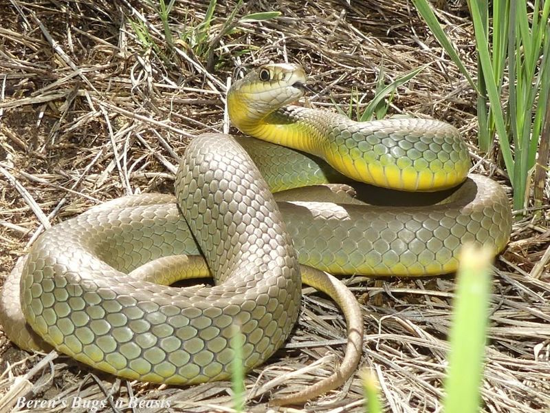 Yellow-bellied Racer