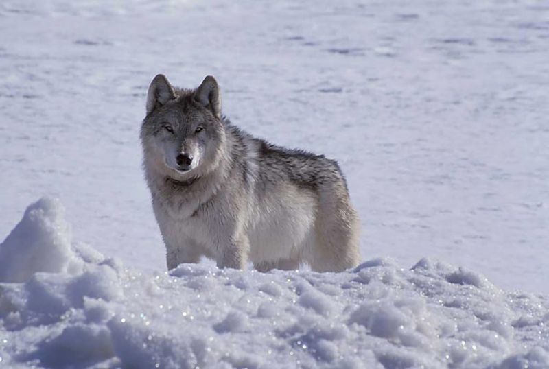 Wolf