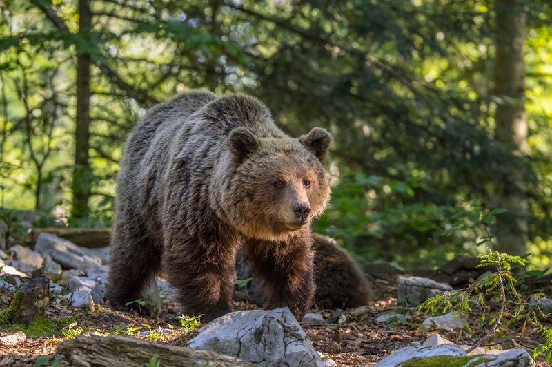 Eurasian Brown Bear