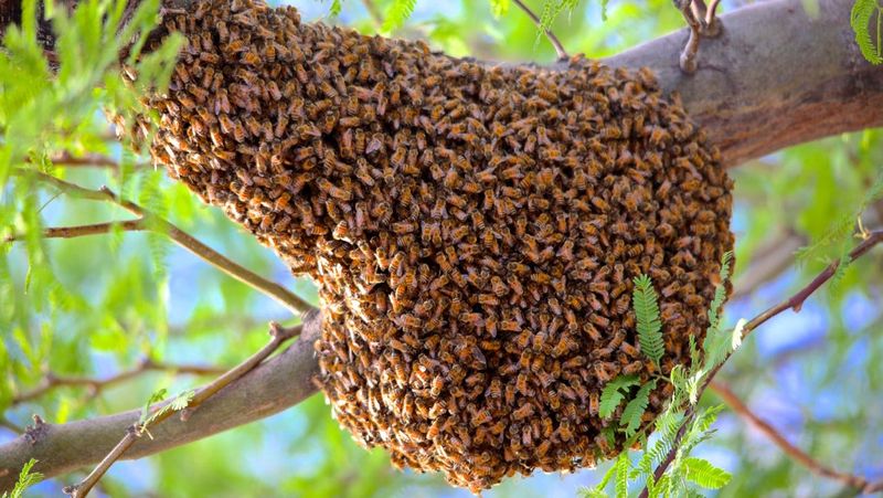 Africanized Honey Bee (