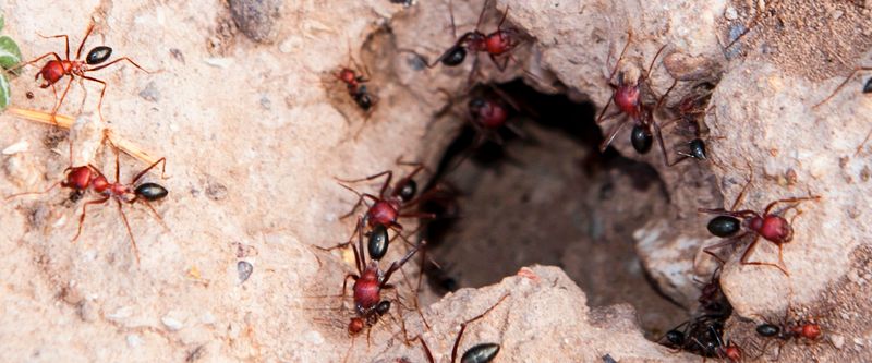 Red Imported Fire Ant