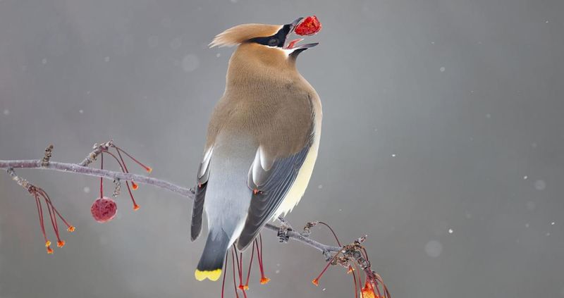 Cedar Waxwing