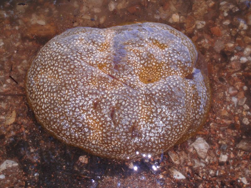 Bryozoans