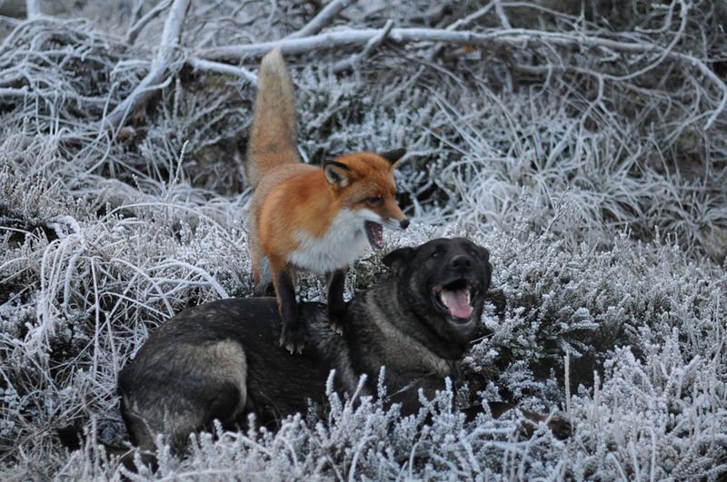 Tinni and Sniffer