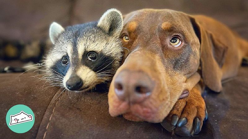 Pumpkin the Raccoon & Rescue Dogs
