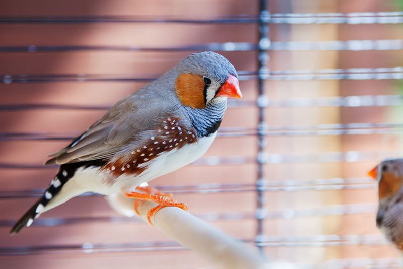 Zebra Finch