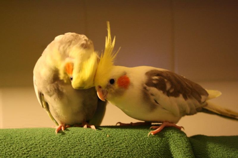 Cockatiel