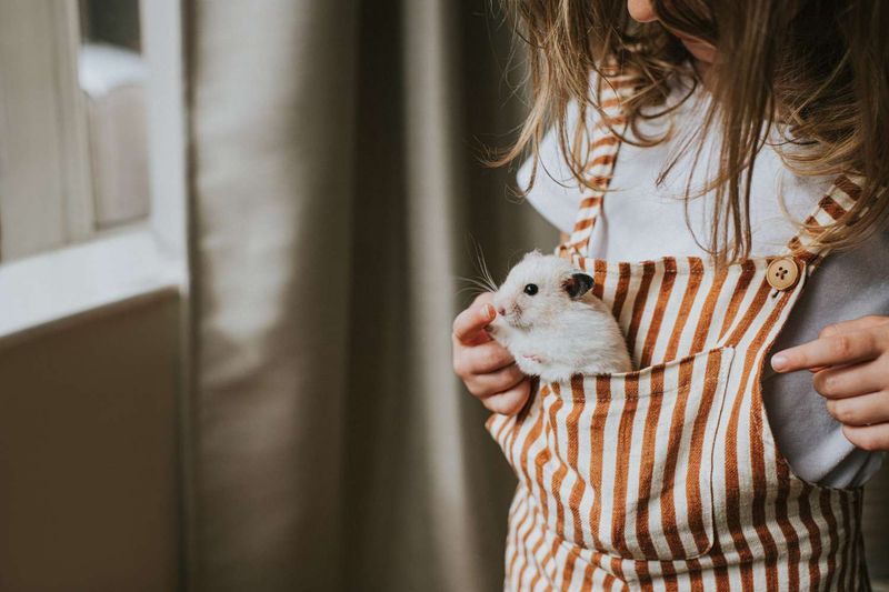 Hamster