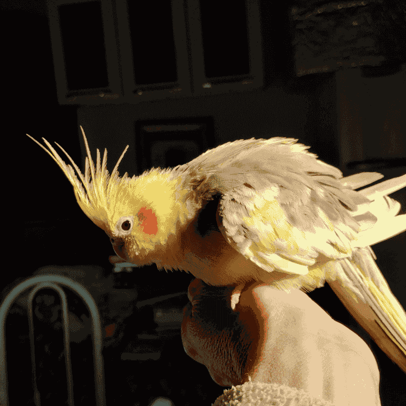 Cockatiel